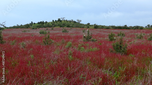 Принти на полотні Frühlingswiese mit roten Wildblumen im  Alentejo, Portugal
