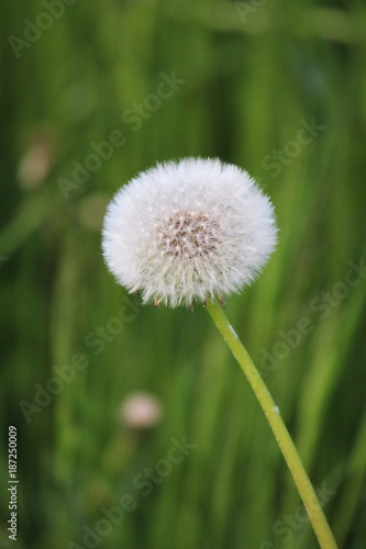 L  wenzahn - common dandelion - Taraxacum officinale - Pusteblume