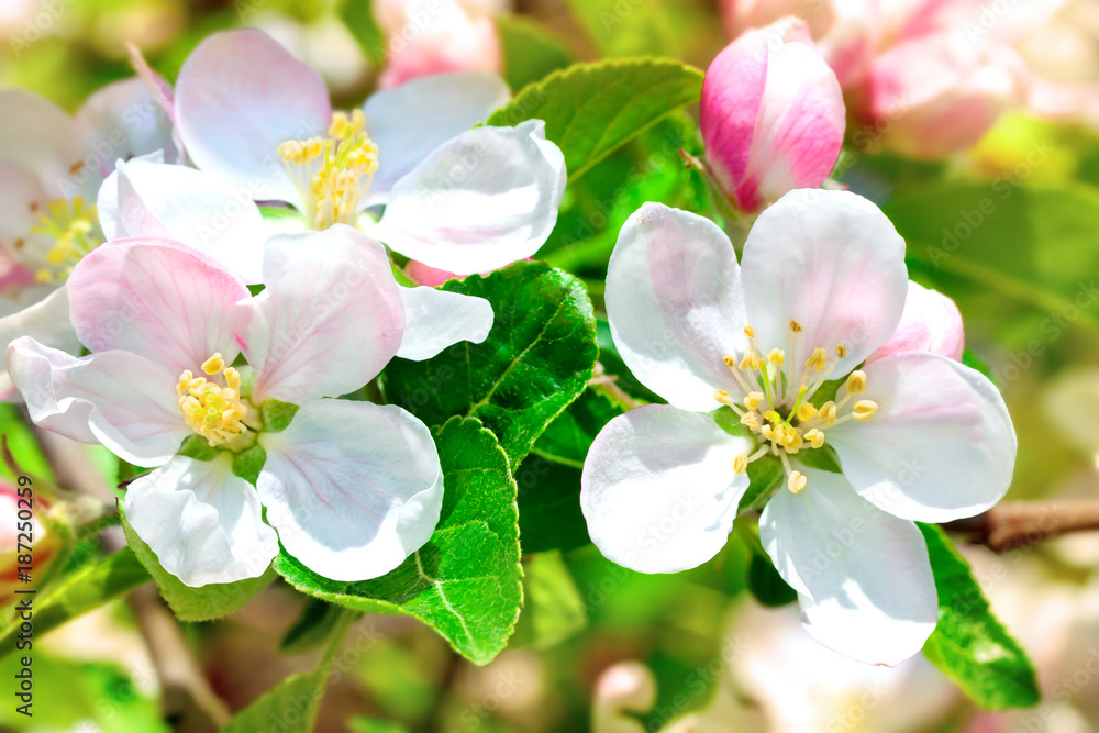 Apple tree in flowers.