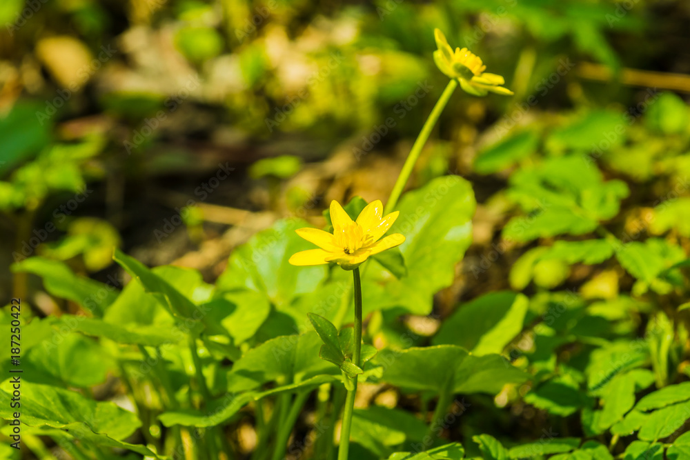 blooming yellow primrose flowers close-up in a spring forest blooming yellow primrose flowers close-up in a spring forest