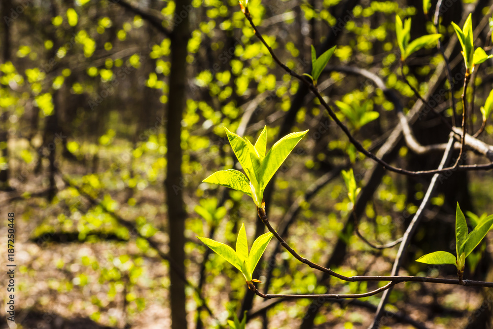 Fototapeta premium Tree branch in spring forest with young leaves