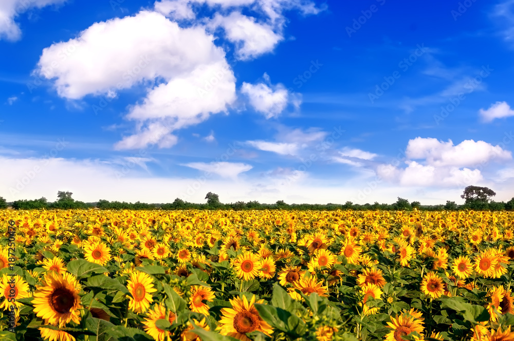 Country landscape with sunflowers field. Country landscape with sunflowers field.