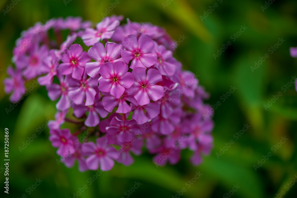 violet blue, beautiful plants flowers on a bright summer day violet blue, beautiful plants flowers on a bright summer day