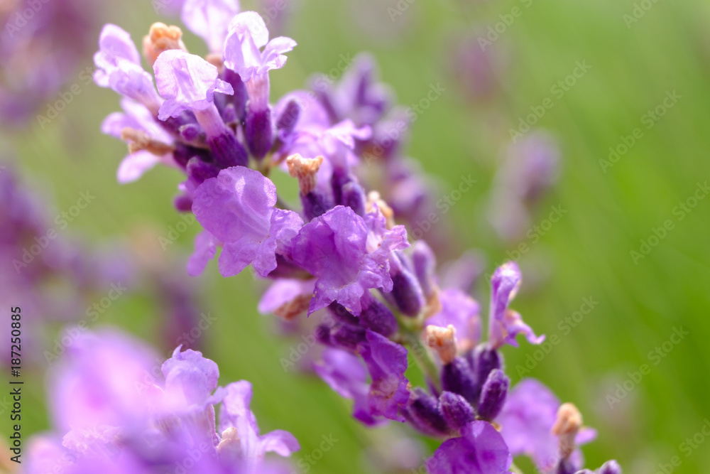 Fleurs de lavande en été, macro. Fleurs de lavande en été, macro.