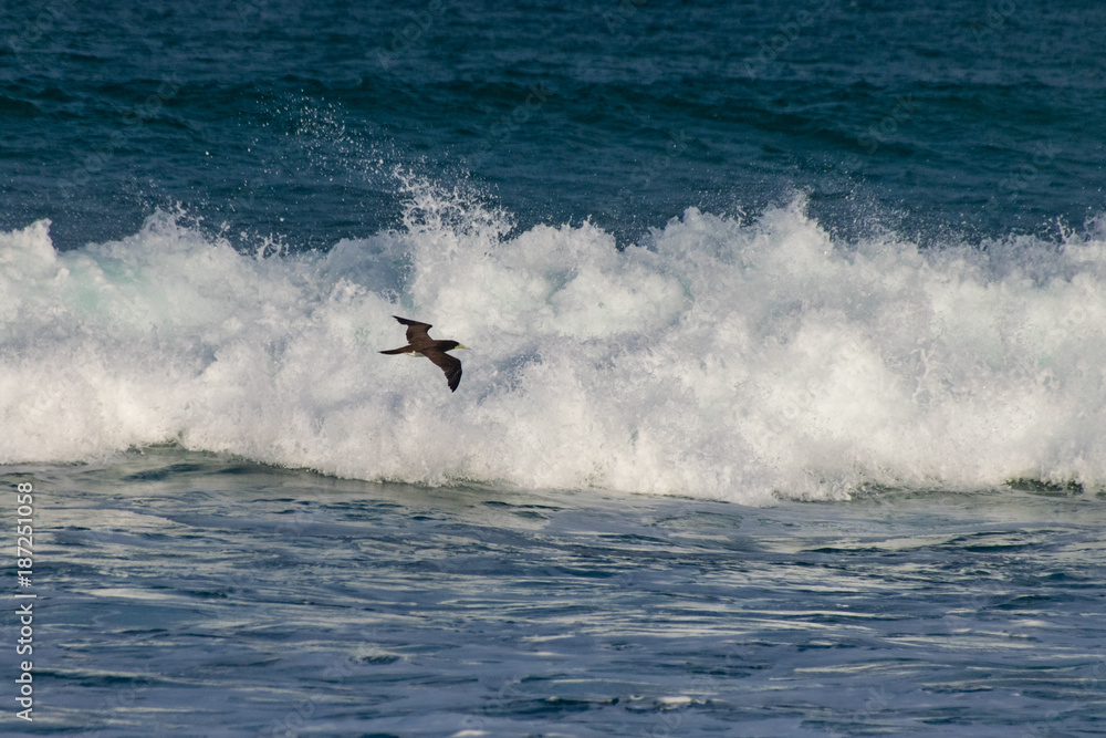 Brown booby marine bird flying over breaking waves Brown booby marine bird flying over breaking waves