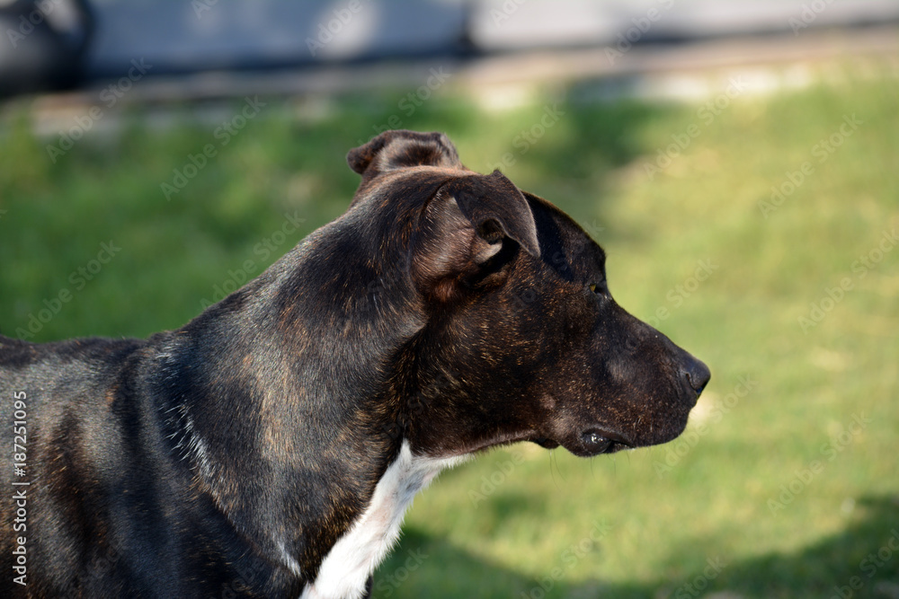 Pitbull Looking Away/Side view of Pitbull dog looking away Pitbull Looking Away/Side view of Pitbull dog looking away