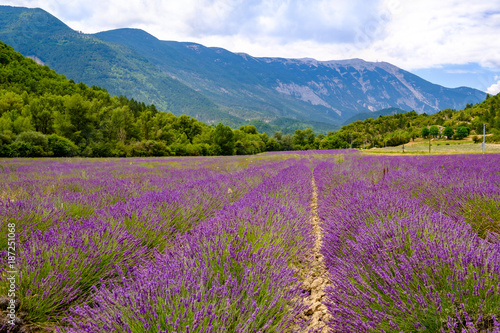 Le Mont Ventoux  Provence  France. Champ de lavande au premier plan.