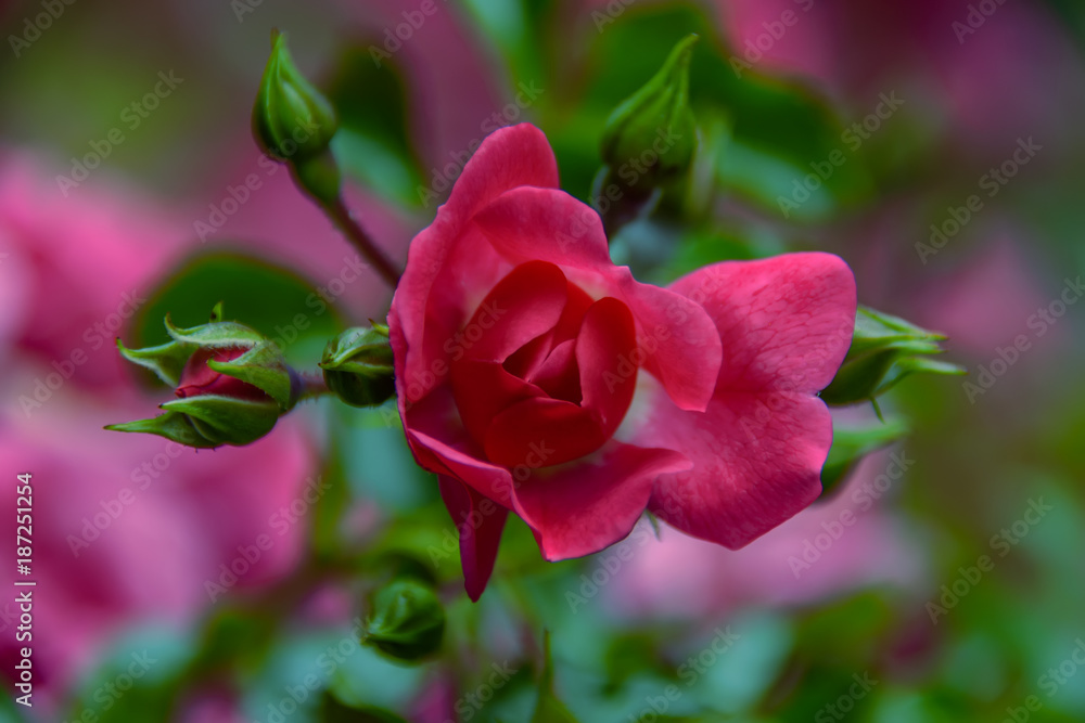 Delicate red creamy rose flower on a blurred green background