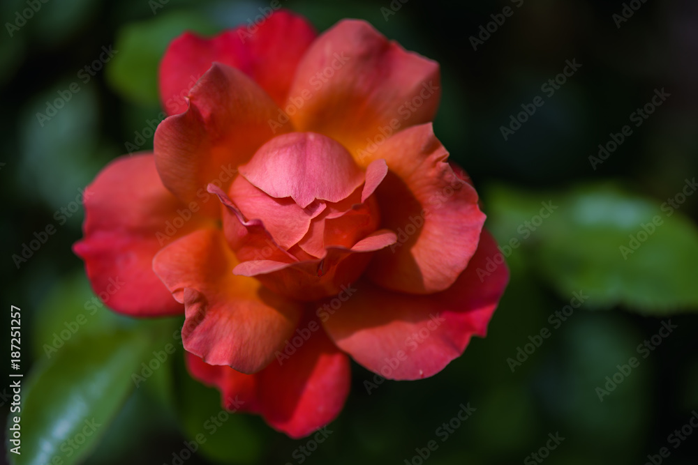 Delicate red creamy rose flower on a blurred green background