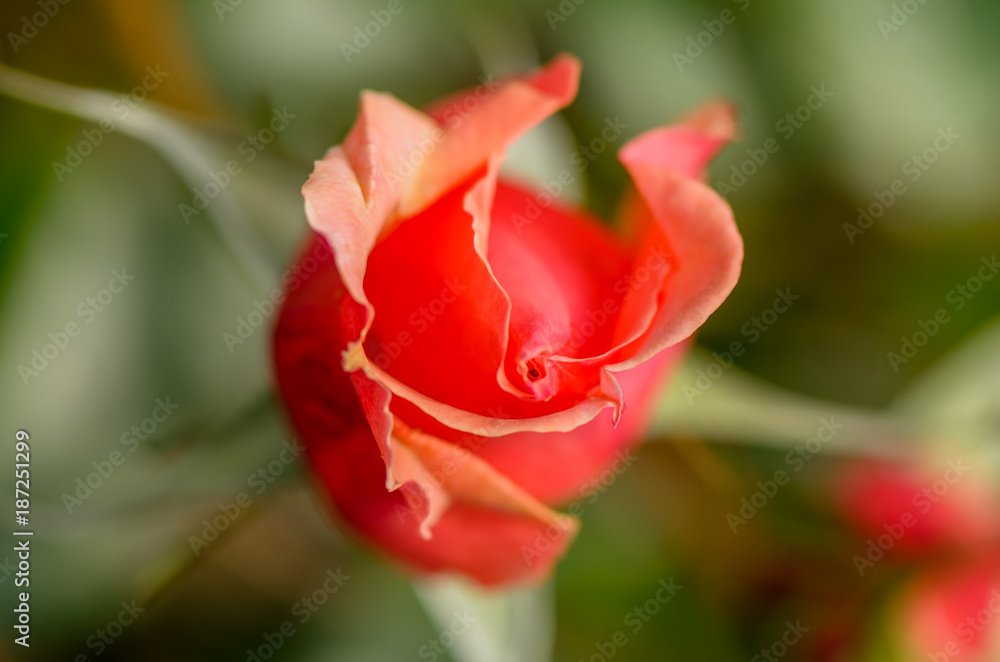 Delicate red creamy rose flower on a blurred green background Delicate red creamy rose flower on a blurred green background