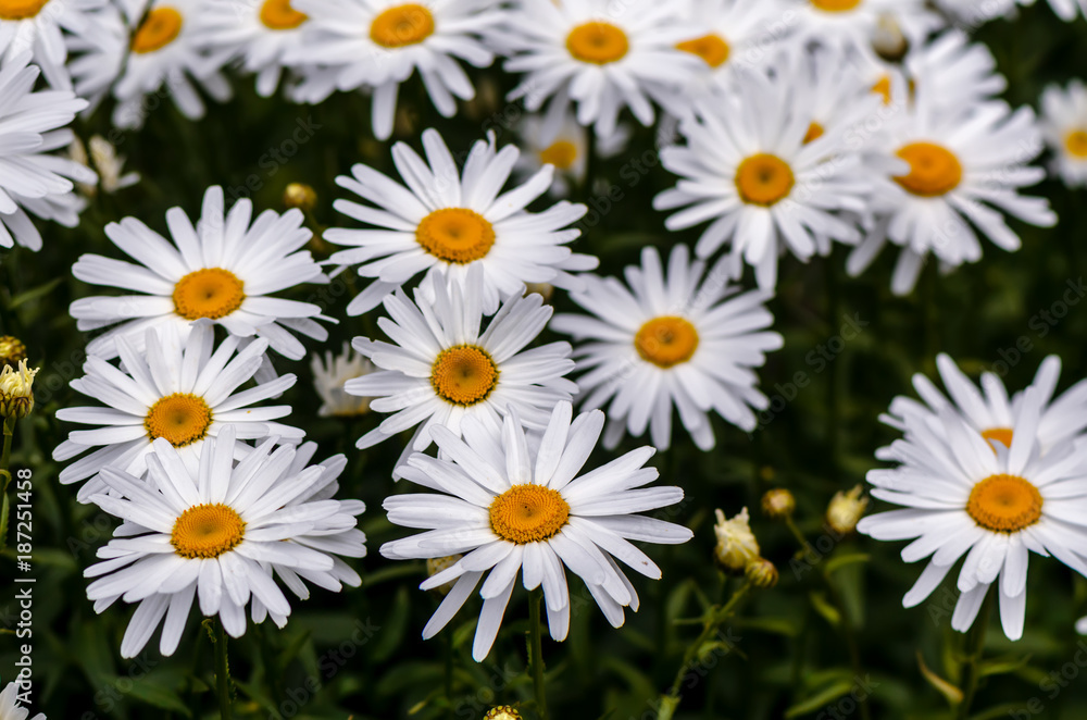 chamomile flowers with long white petals and a yellow center in the center on a clear summer day chamomile flowers with long white petals and a yellow center in the center on a clear summer day