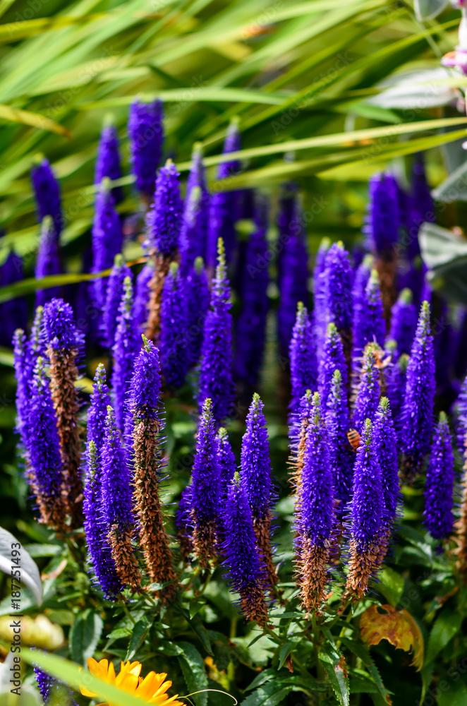 violet blue, beautiful plants flowers on a bright summer day violet blue, beautiful plants flowers on a bright summer day