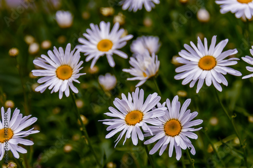 chamomile flowers with long white petals and a yellow center in the center on a clear summer day