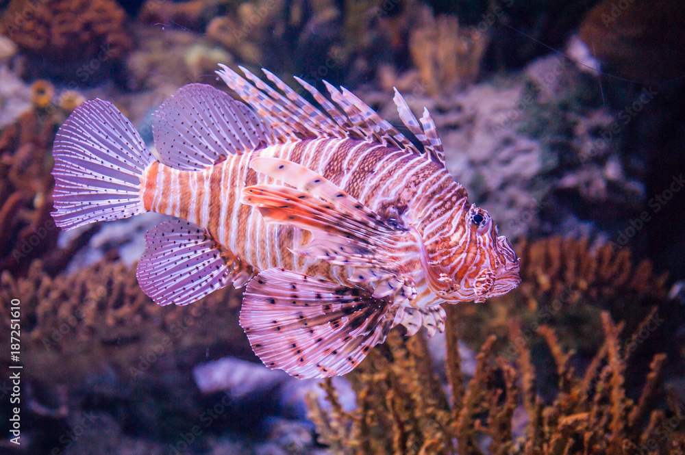 The red lionfish (Pterois volitans) is a venomous coral reef fish in the family Scorpaenidae