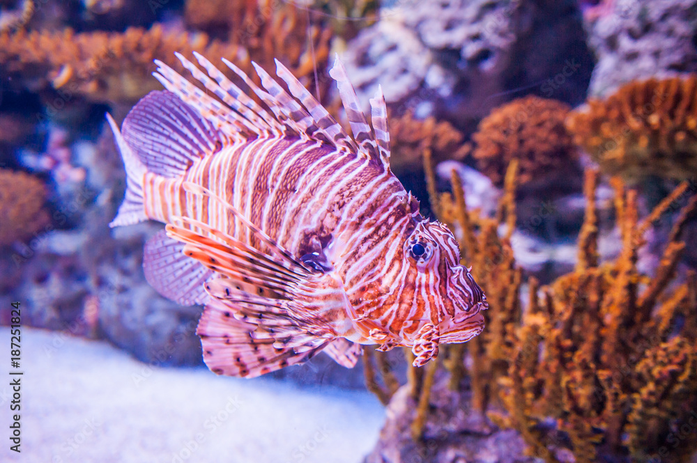 The red lionfish (Pterois volitans) is a venomous coral reef fish in the family Scorpaenidae