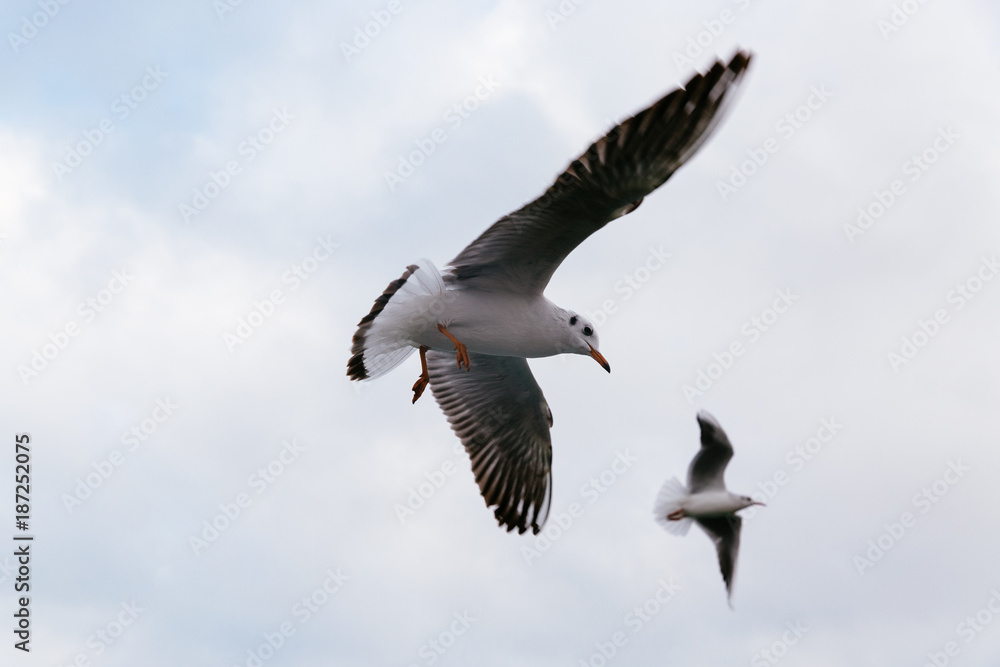 Fototapeta premium Seagulls flying in the sky