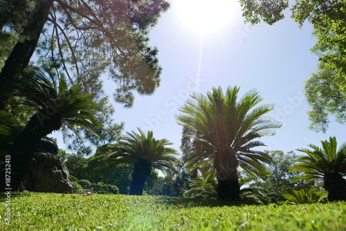 palm