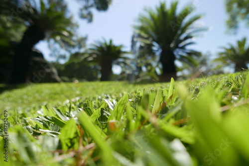 grass