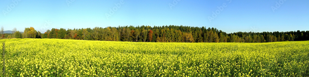 Brassica napus,wheat germ oil field yellow flower, panorama. Brassica napus,wheat germ oil field yellow flower, panorama.