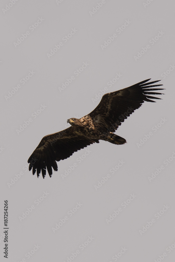 Fototapeta premium young sea eagle in flight Haliaeetus albicilla