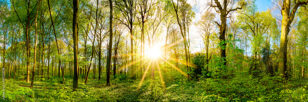 Spring in the forest with bright sun shining through the trees - obrazy, fototapety, plakaty 