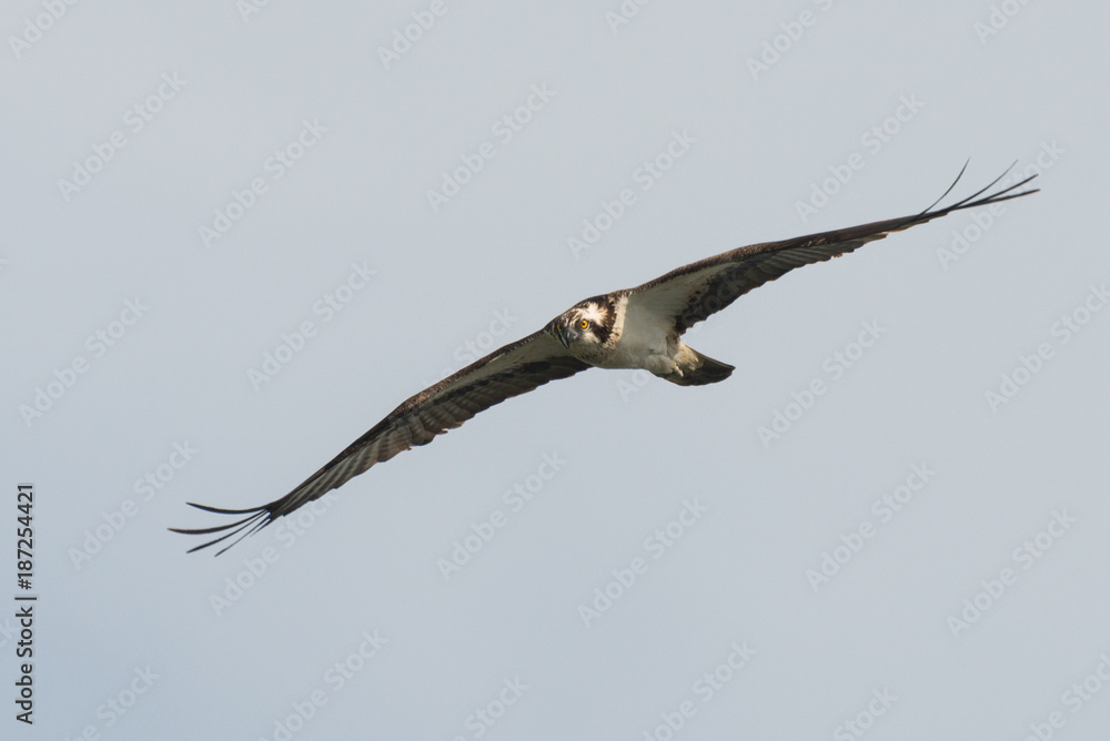Osprey Hunting Pandion haliaetus Osprey Hunting Pandion haliaetus