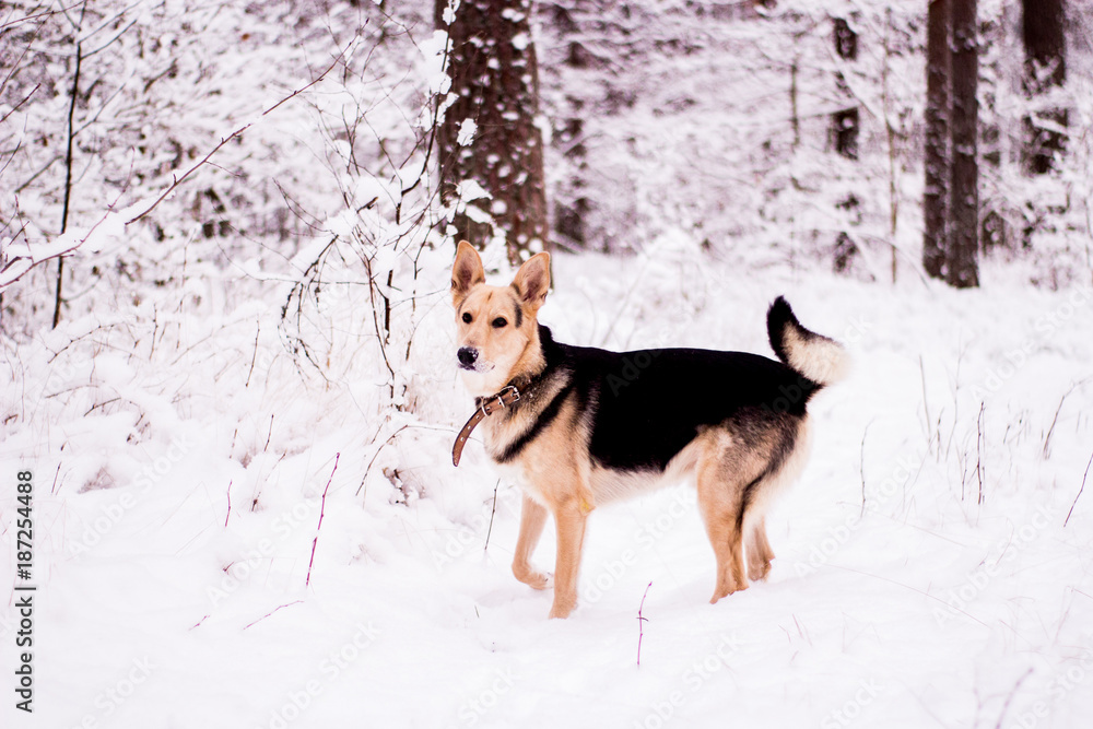 Cute dog playfully running and standing in the forest Cute dog playfully running and standing in the forest