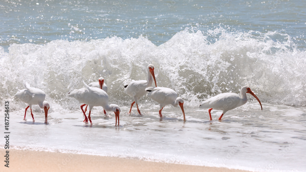 Flock of ibises (Eudocimus albus) on beach of Sanibel Island
