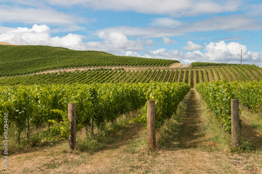 New Zealand countryside with vineyard and blue sky