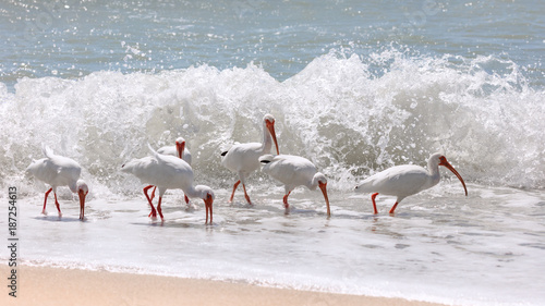 Obraz na płótnie Flock of ibises (Eudocimus albus) on beach of Sanibel Island w salonie
