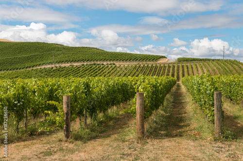 New Zealand countryside with vineyard and blue sky