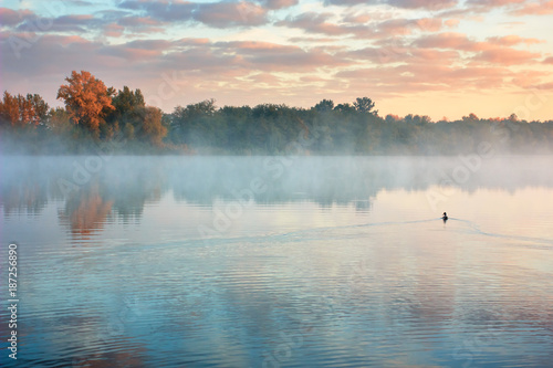 Autumn countryside landscape with river. Lone duck floats on water. Orange trees on river bank in early fog