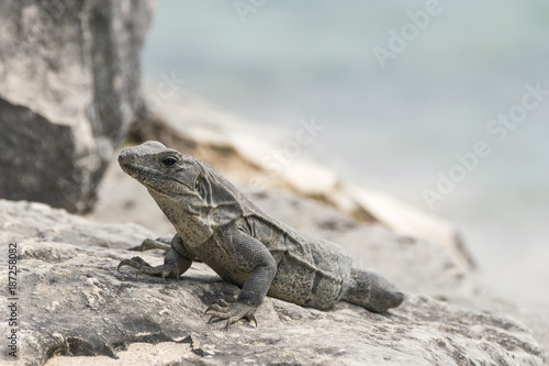 Wild iguanas in Tulum © fotosdanielgbueno