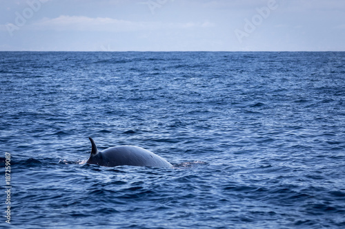 Brydes whale, Balaenoptera brydei,showing its dorsal fin in the Atlantic ocean near Gran Canaria. © Lillian