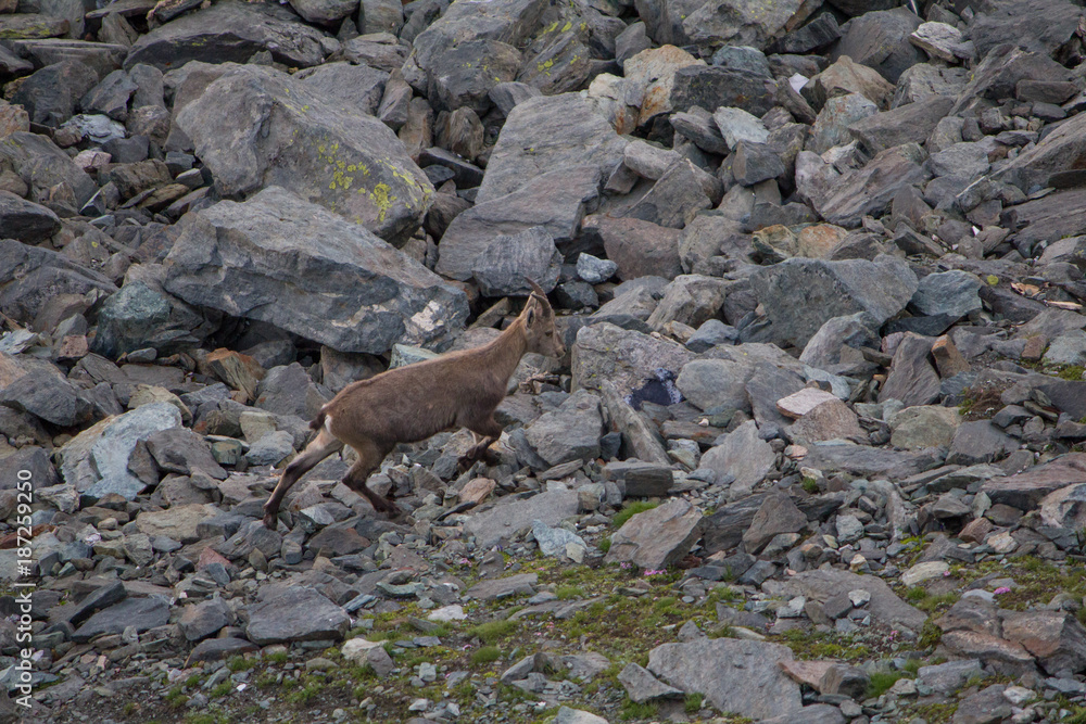 Young Ibex in the alpes, Allalin mountain, Switzerland, Europe Young Ibex in the alpes, Allalin mountain, Switzerland, Europe