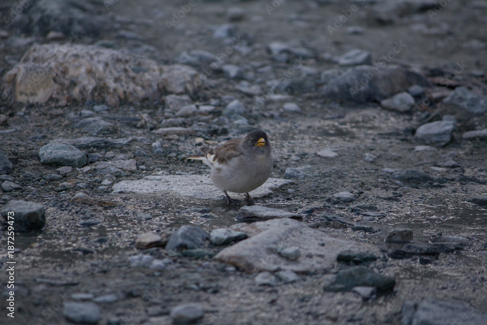 White-winged Snowfinch, Allalin, Saas-Fee, Switzerland, Europe White-winged Snowfinch, Allalin, Saas-Fee, Switzerland, Europe