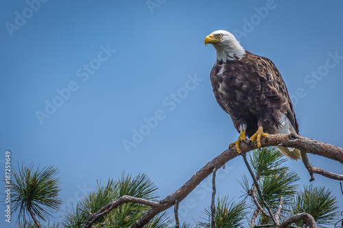 Bald eagle sitting in the top of a huge pine tree, watching over its nest. Algonquin Provincial Park, Ontario, Canada.