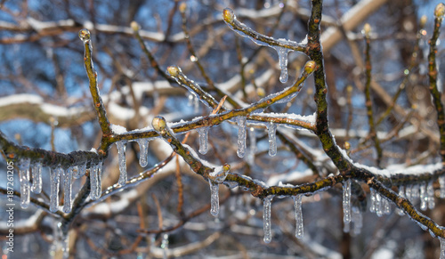 Maple tree buds covered in icicles and a thin layer of snow.