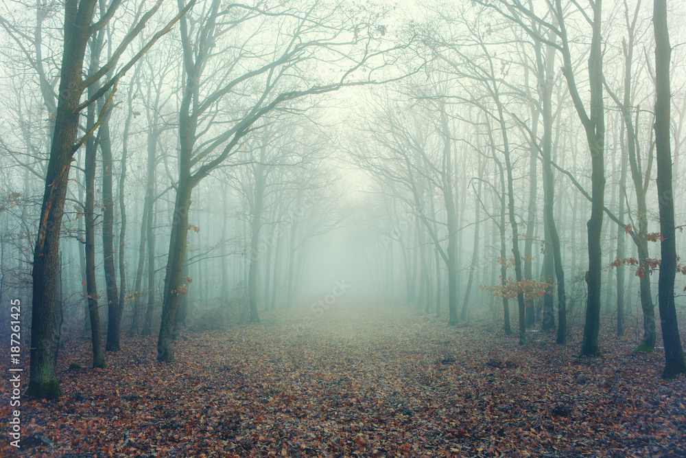 Naklejka premium Mysterious foggy forest