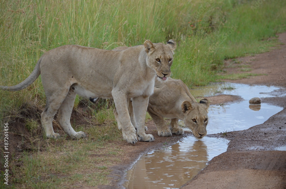 Fototapeta premium South Africa Safari
