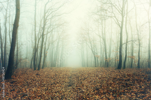 Artisctic photo of a bare forest in mysterious fog