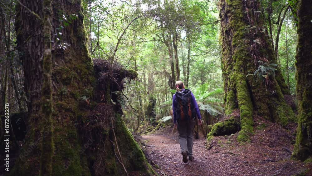 female hiker admires the forest in tarkine rainforest on the west coast ...