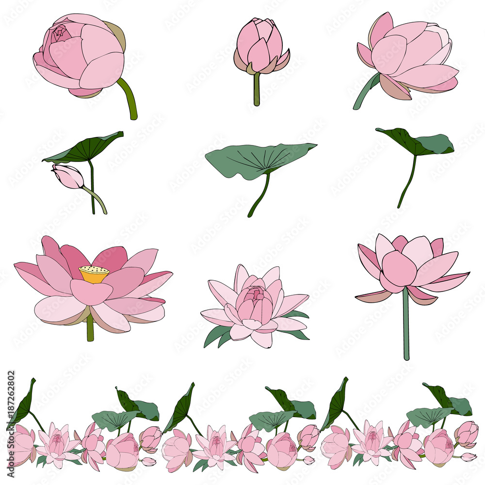 Water lily set. Collection floral decorative design elements for wedding invitations and birthday cards.