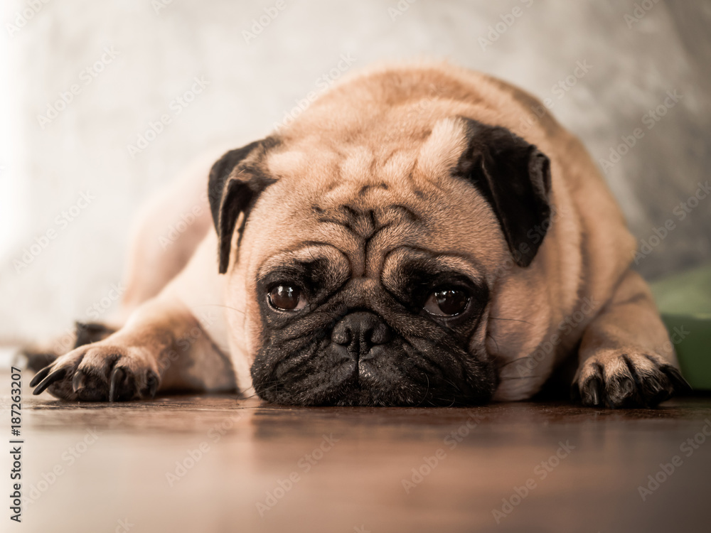 Close up of cute pug dog lying down on wooden floor at home.