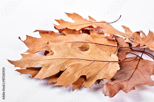 Group of dry maple leaves, white background. Autumn brown leaves isolated on white background. Beautiful nature product.