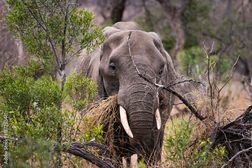 Elephant feeing in bush