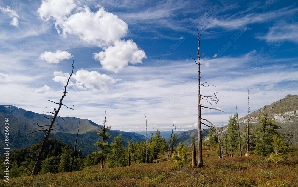 View Forest in Kucherla Valley in Altai Mountains. Leafless trees, surroundings of Belukha Mountain, Siberia, Russia.