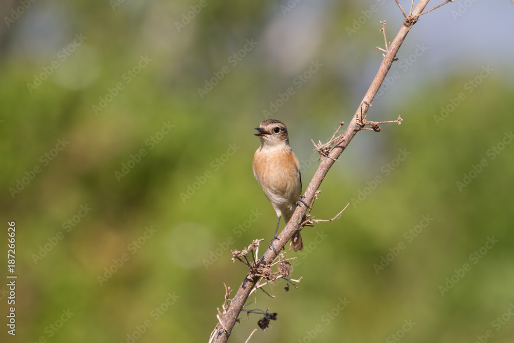 Fototapeta premium beautiful female Eastern Stonechat in nature
