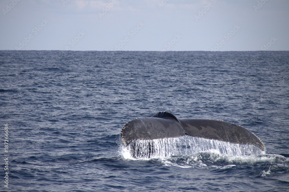 Fototapeta premium クジラの尾
