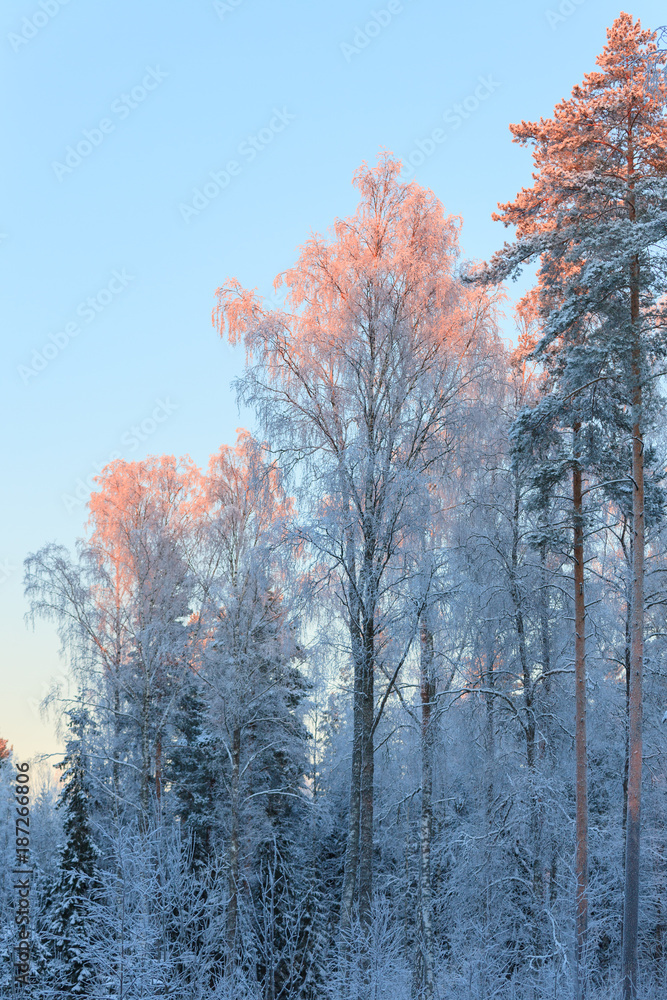 Last sunlight in frosty treetops at winter evening Last sunlight in frosty treetops at winter evening